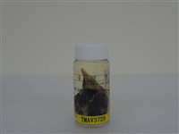 藏品(綠繡眼)的圖片